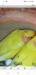 Lovebird